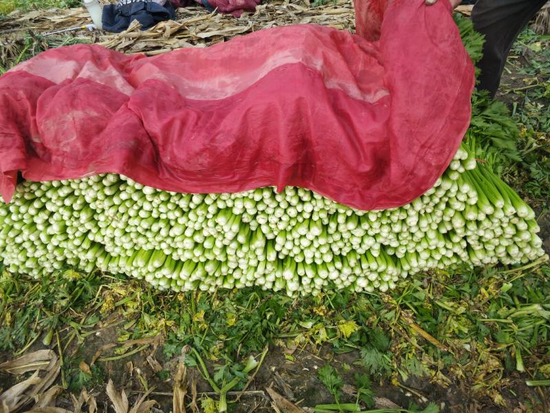 陆地西芹大量上市欢迎新老客户光临