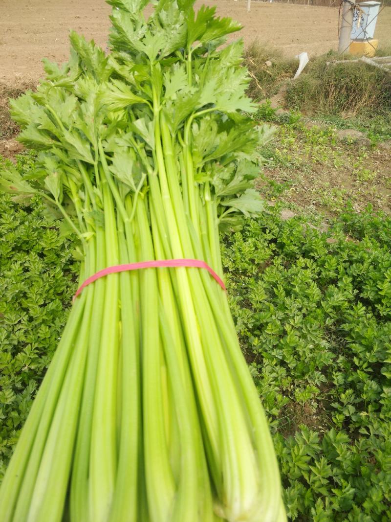 陆地西芹大量上市欢迎新老客户光临