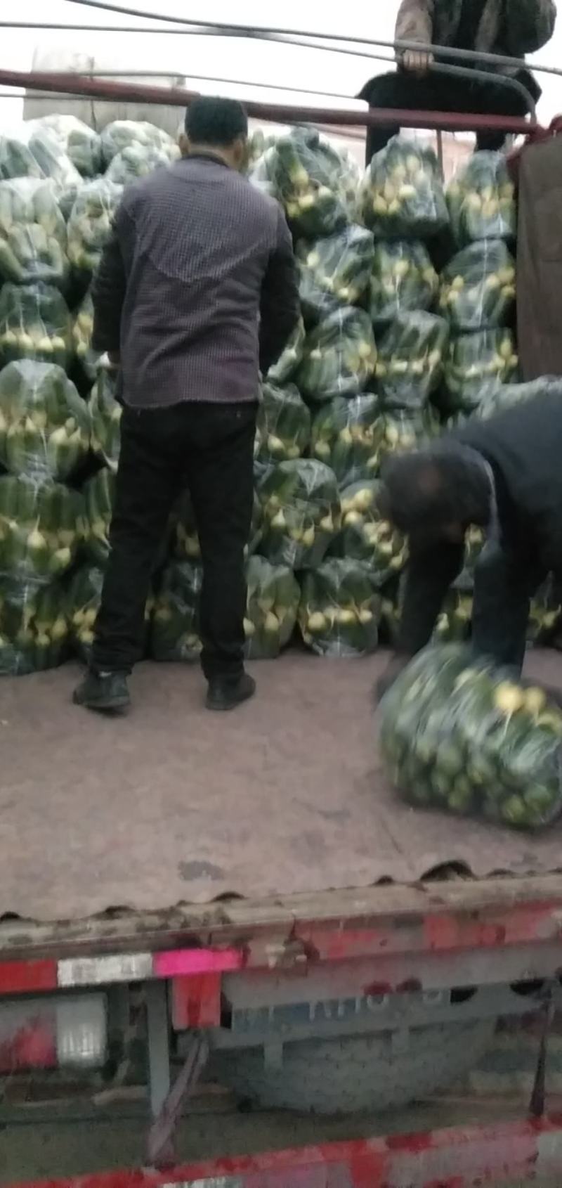 青萝卜已经陆续上市欢迎新老客户洽谈咨询为客户提供优质服务