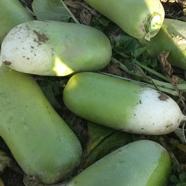 青萝卜已经陆续上市欢迎新老客户洽谈咨询为客户提供优质服务