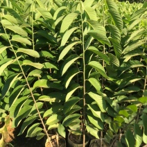 台湾凤梨释迦果苗，美植袋大苗