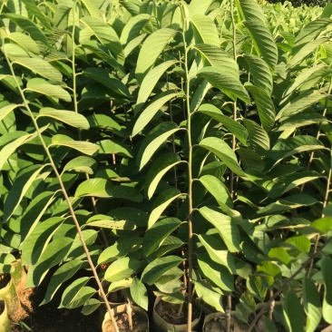 台湾凤梨释迦果苗，美植袋大苗