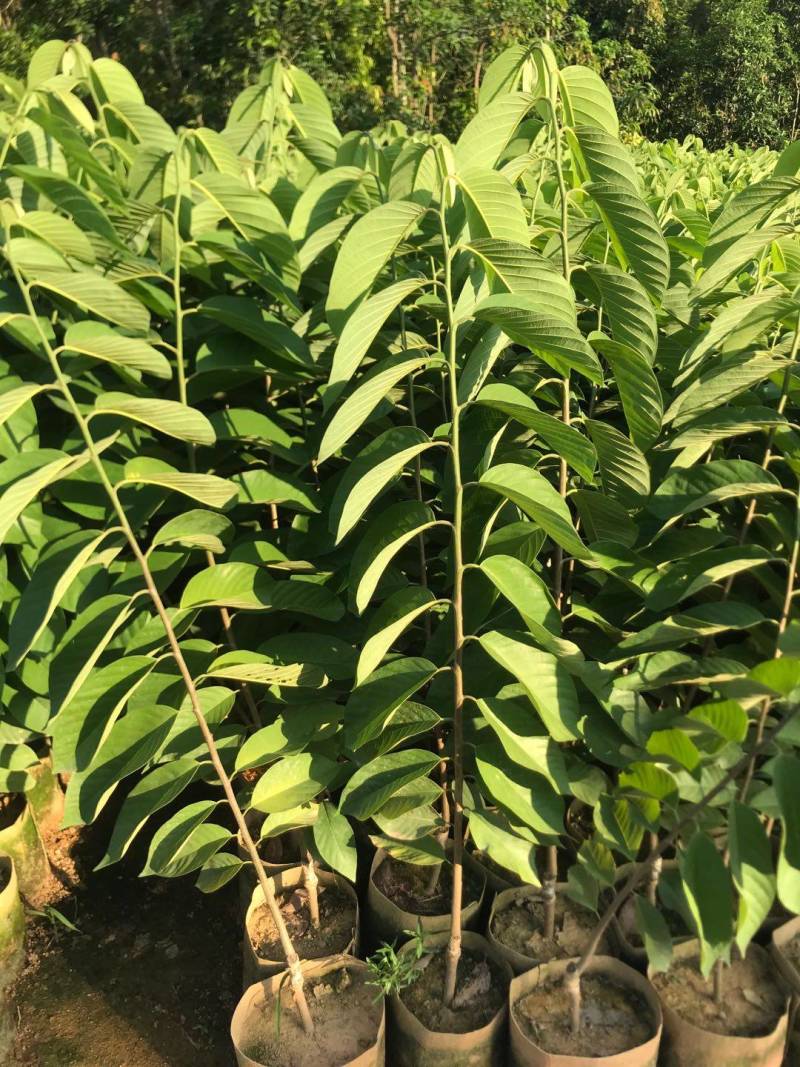 台湾凤梨释迦果苗，美植袋大苗