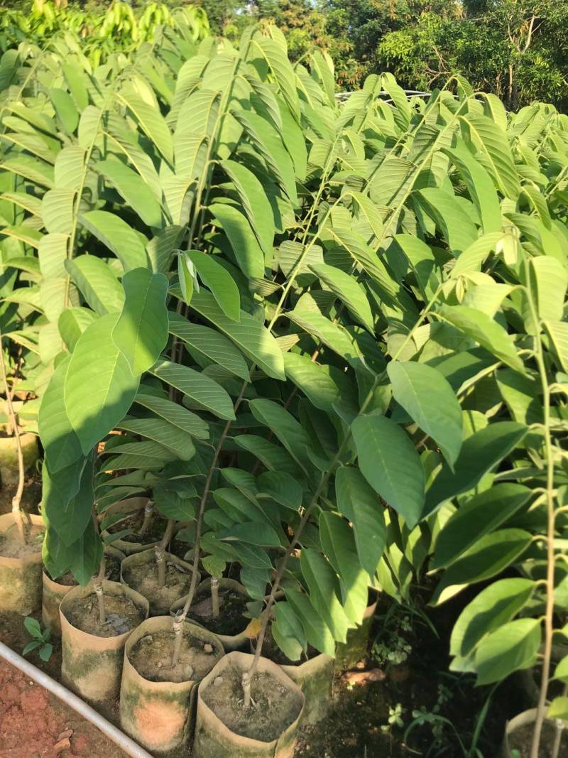 台湾凤梨释迦果苗，美植袋大苗