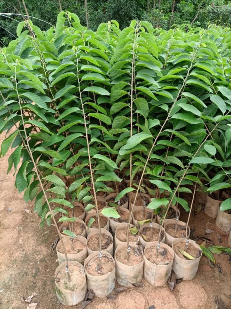台湾凤梨释迦果苗，美植袋大苗
