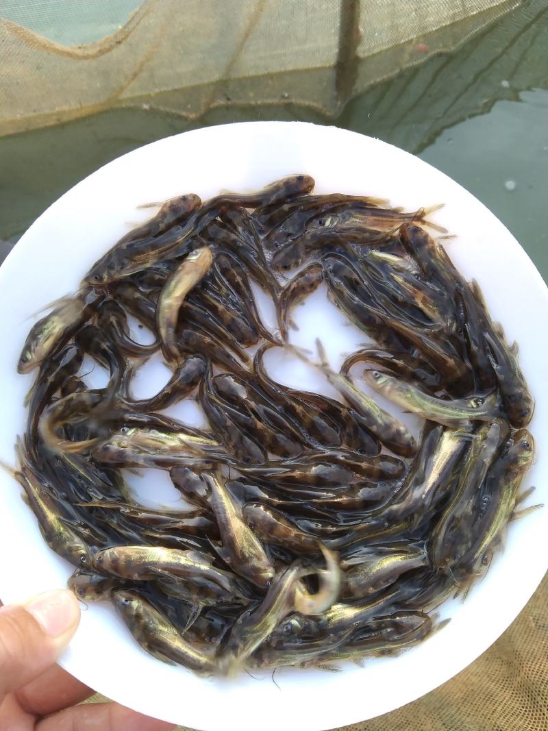 杂交黄骨鱼苗黄颡鱼苗黄辣丁提供技术包邮全国发货