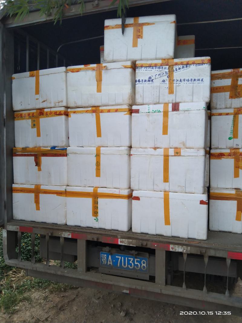 杂交黄骨鱼苗黄颡鱼苗黄辣丁提供技术包邮全国发货