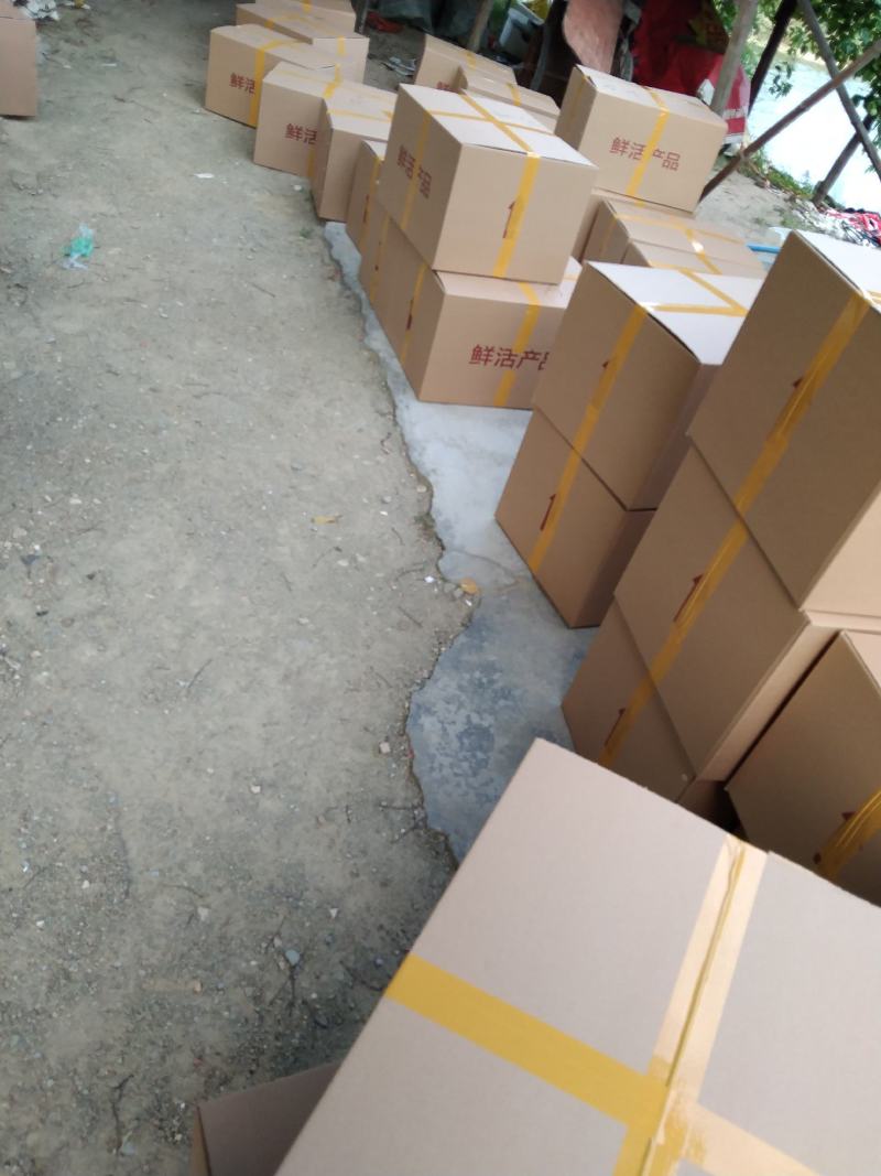 杂交黄骨鱼苗黄颡鱼苗黄辣丁提供技术包邮全国发货