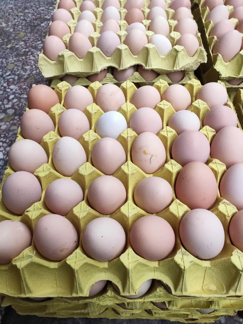 苏禽高山放养土鸡蛋，土鸡蛋批发
