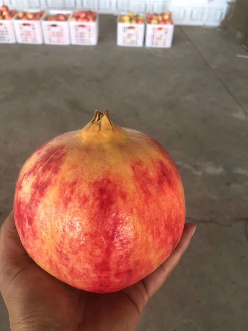 精品突尼斯一二三级果
