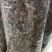 量大现货野生羊肚菌干货味道香肉质厚滋补炖汤煲粥老人小孩好