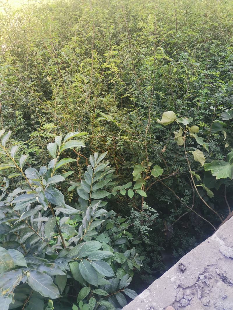 韩城大红袍苗木产地直销