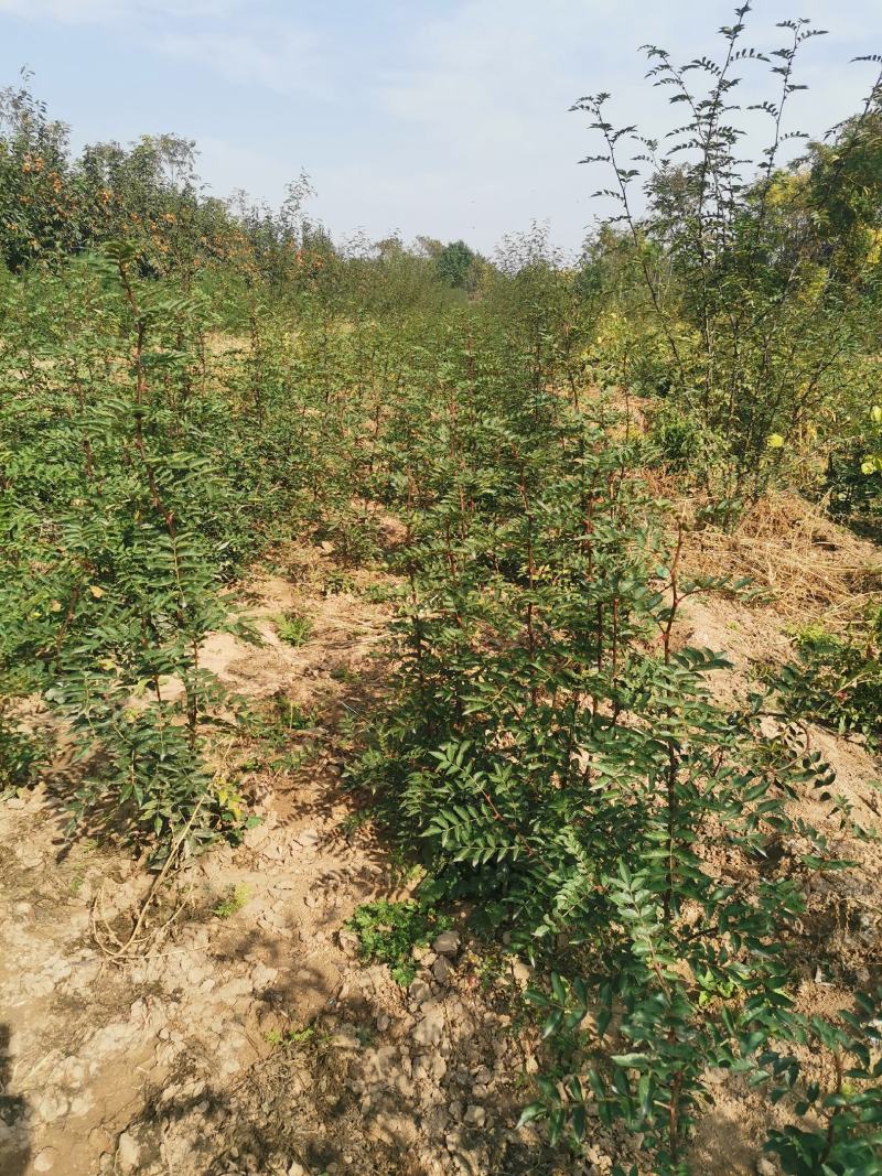 韩城大红袍苗木产地直销