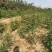 韩城大红袍苗木产地直销