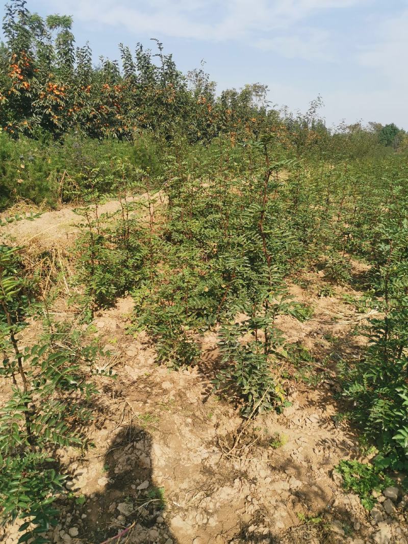 韩城大红袍苗木产地直销