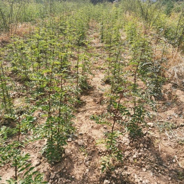 韩城大红袍苗木产地直销