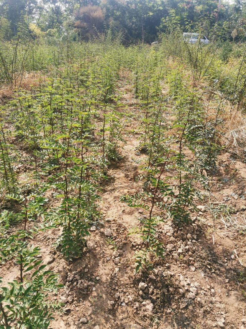 韩城大红袍苗木产地直销