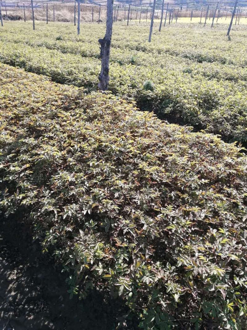 冷香玫瑰/中天玫瑰/欧洲玫瑰/耐寒蔷薇/玫瑰基地