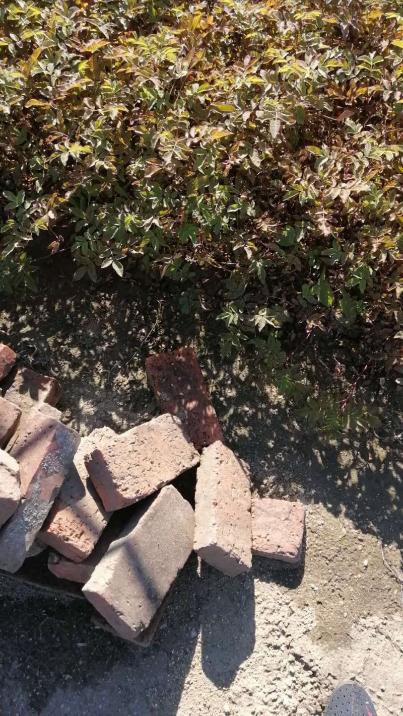 中天玫瑰，大型玫瑰基地，种苗繁育基地，营养杯苗基地