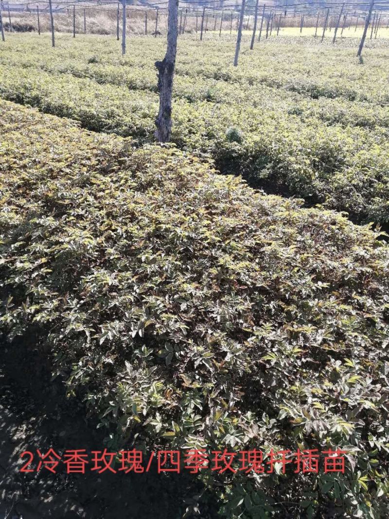 中天玫瑰，大型玫瑰基地，种苗繁育基地，营养杯苗基地