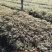 中天玫瑰，大型玫瑰基地，种苗繁育基地，营养杯苗基地