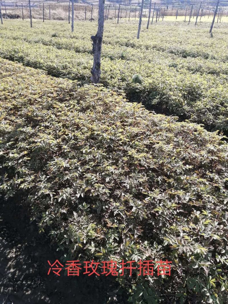 中天玫瑰，大型玫瑰基地，种苗繁育基地，营养杯苗基地