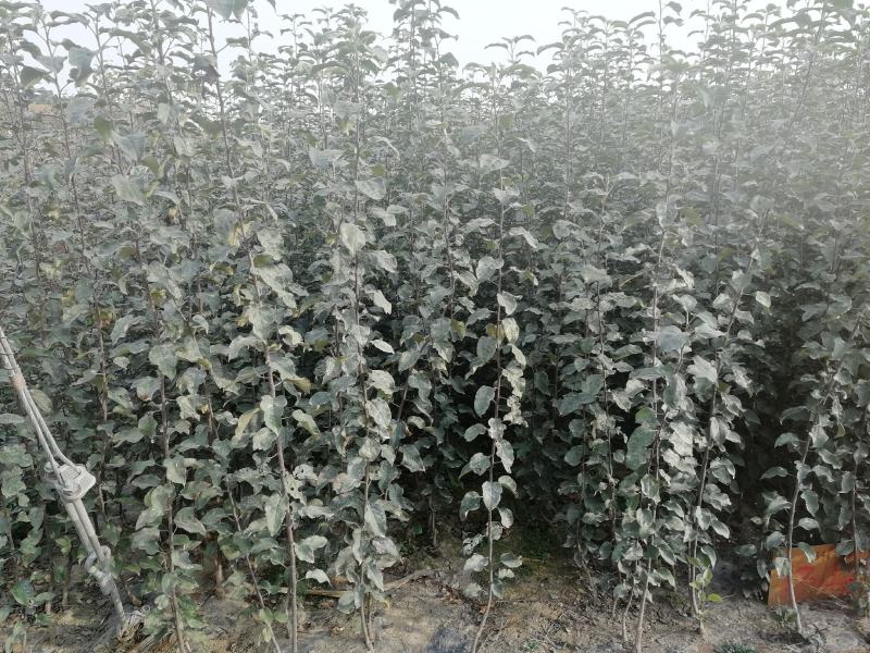 维纳斯黄金苹果苗基地直销现挖现发保证品种保湿邮寄提供技术