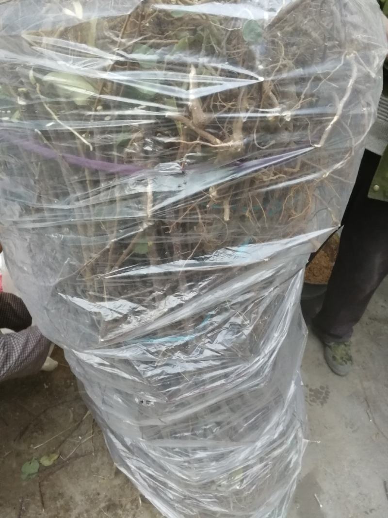 维纳斯黄金苹果苗基地直销现挖现发保证品种保湿邮寄提供技术