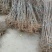 维纳斯黄金苹果苗基地直销现挖现发保证品种保湿邮寄提供技术