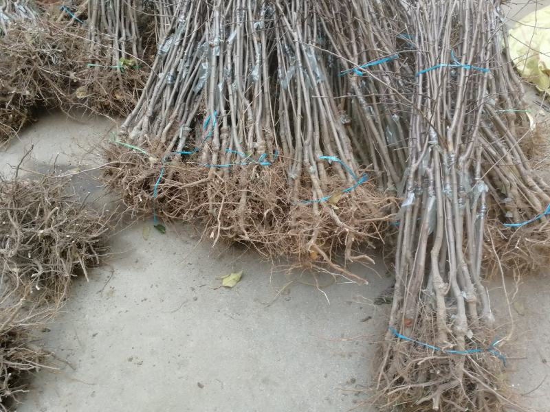 维纳斯黄金苹果苗基地直销现挖现发保证品种保湿邮寄提供技术