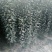 维纳斯黄金苹果苗基地直销现挖现发保证品种保湿邮寄提供技术