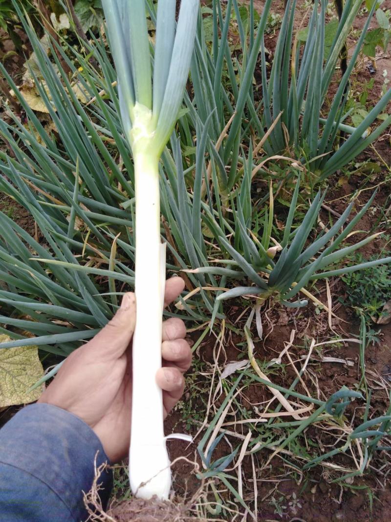 铁杆大葱日本大葱，甘肃产地品质好，葱白长，口感好