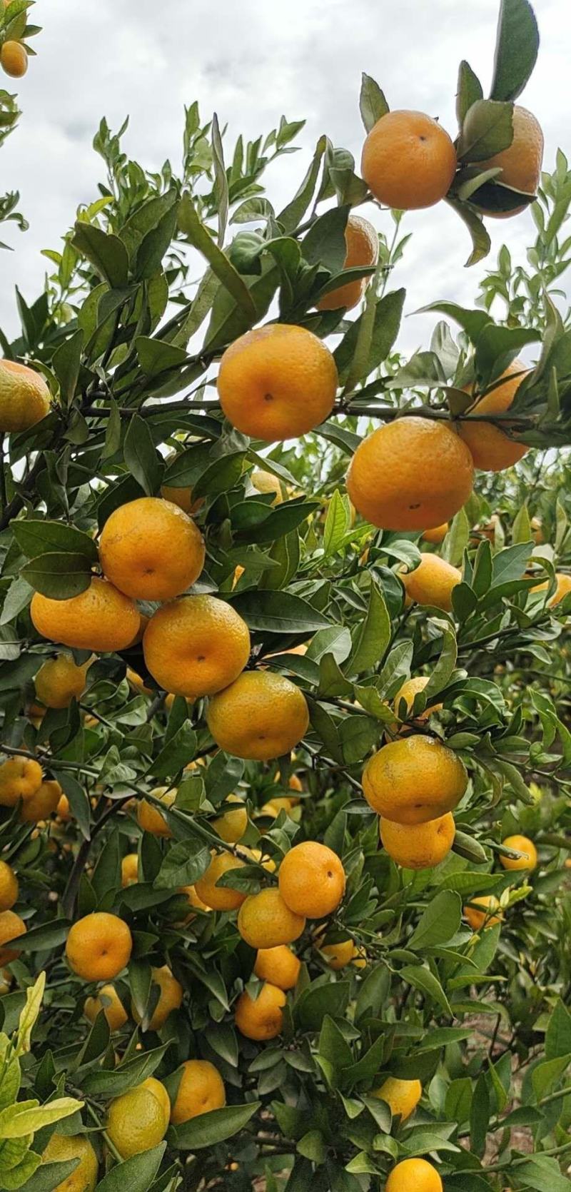 【热销】南丰蜜橘自家果园种植纯甜、皮薄多汁现采现摘