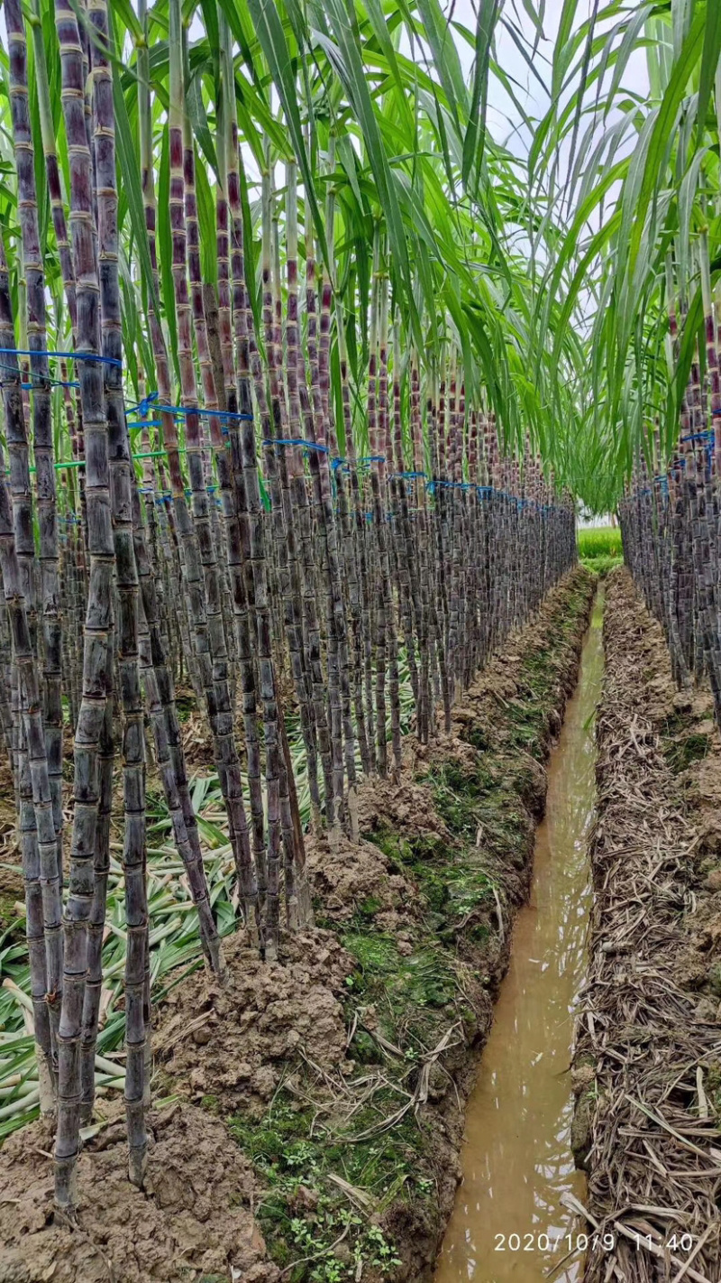 广西博白，黑皮甘蔗大量上市，产地直销价格优惠