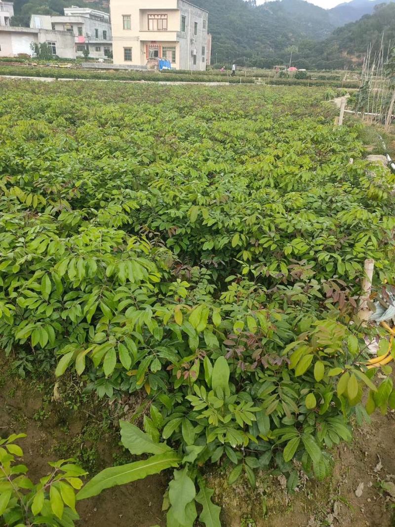 龙眼苗石硖龙眼苗四季龙眼苗带土广西发货