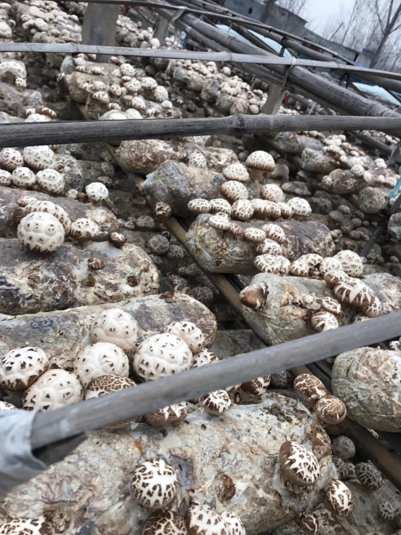 河南泌阳天白大花菇带脚肉厚味香浓香菇干货产地批发
