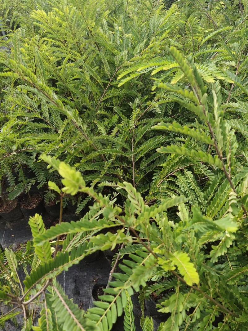 余甘果树苗大玉余甘果苗营养杯苗