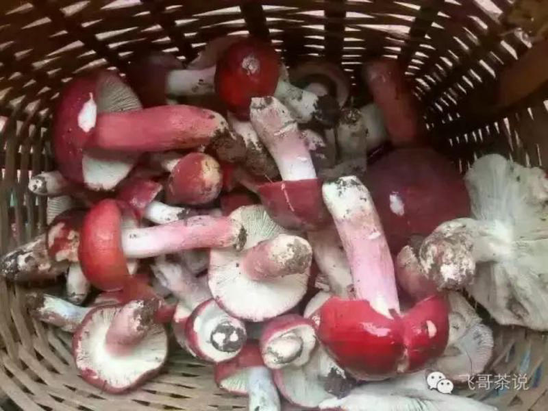 野生红菇丁干货红蘑菇河南产地直营店批发香菇花菇