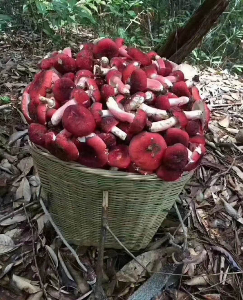 野生红菇丁干货红蘑菇河南产地直营店批发香菇花菇