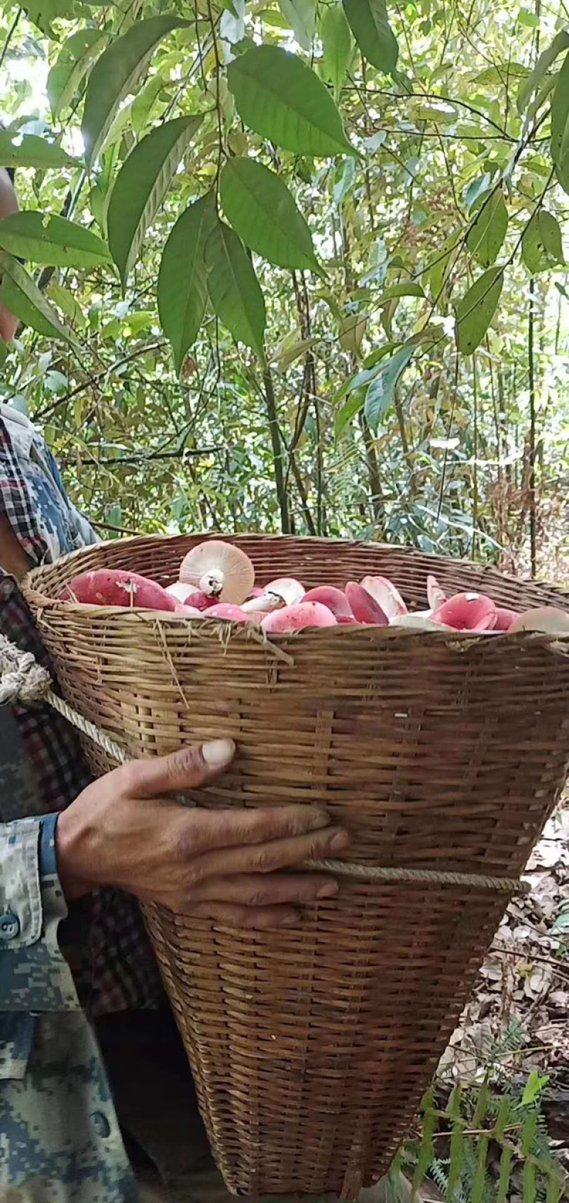 野生红菇丁干货红蘑菇河南产地直营店批发香菇花菇