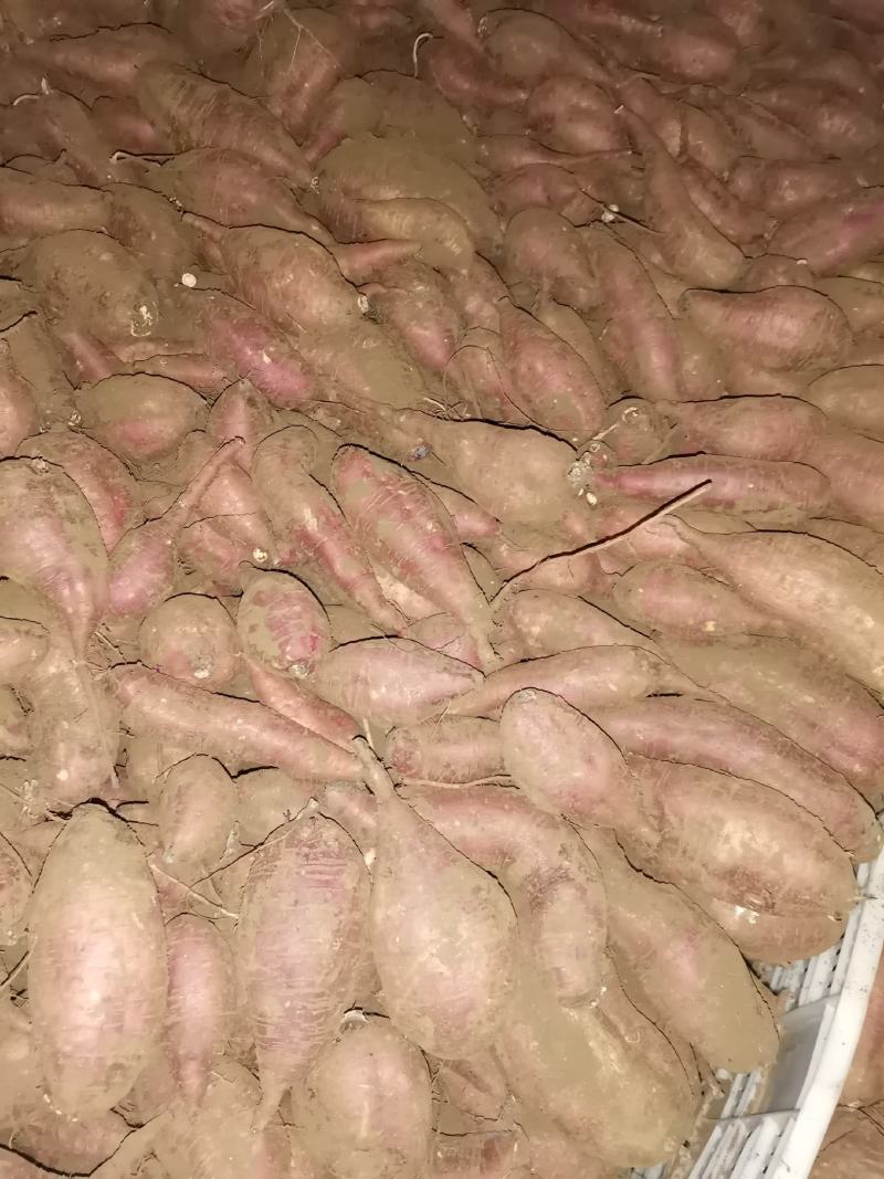 唐山市玉田县唐自头镇大量出售冀薯26