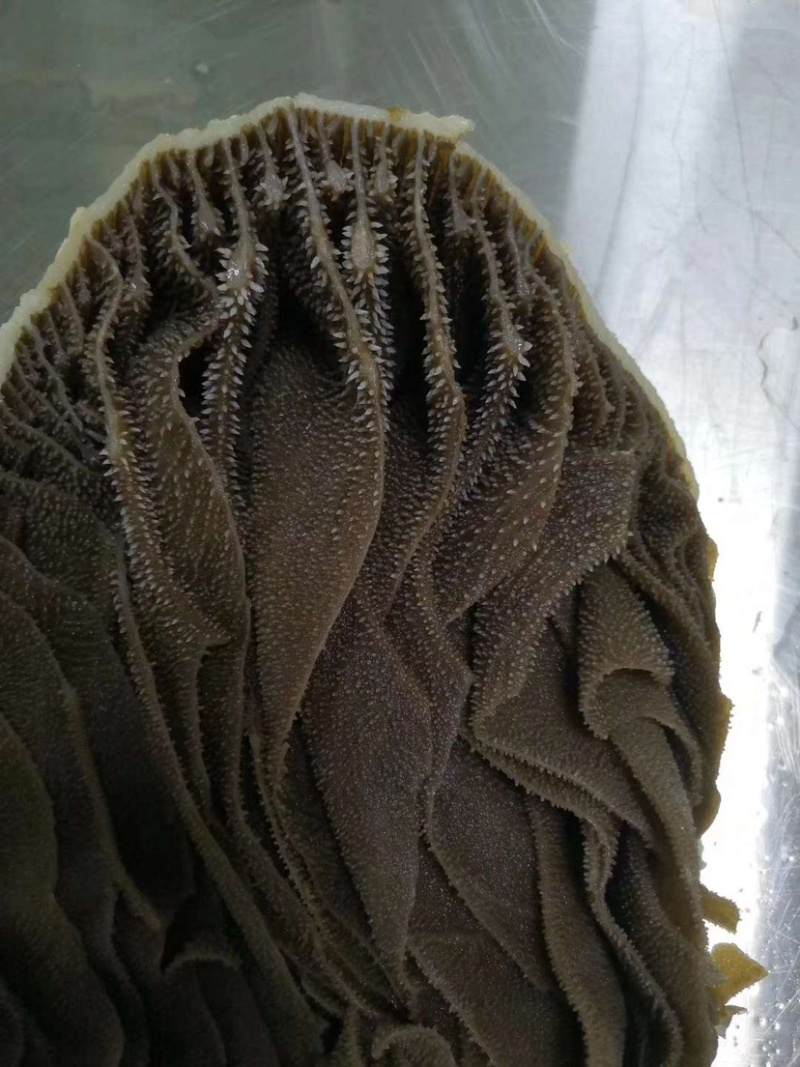 底板带皮整毛肚。、