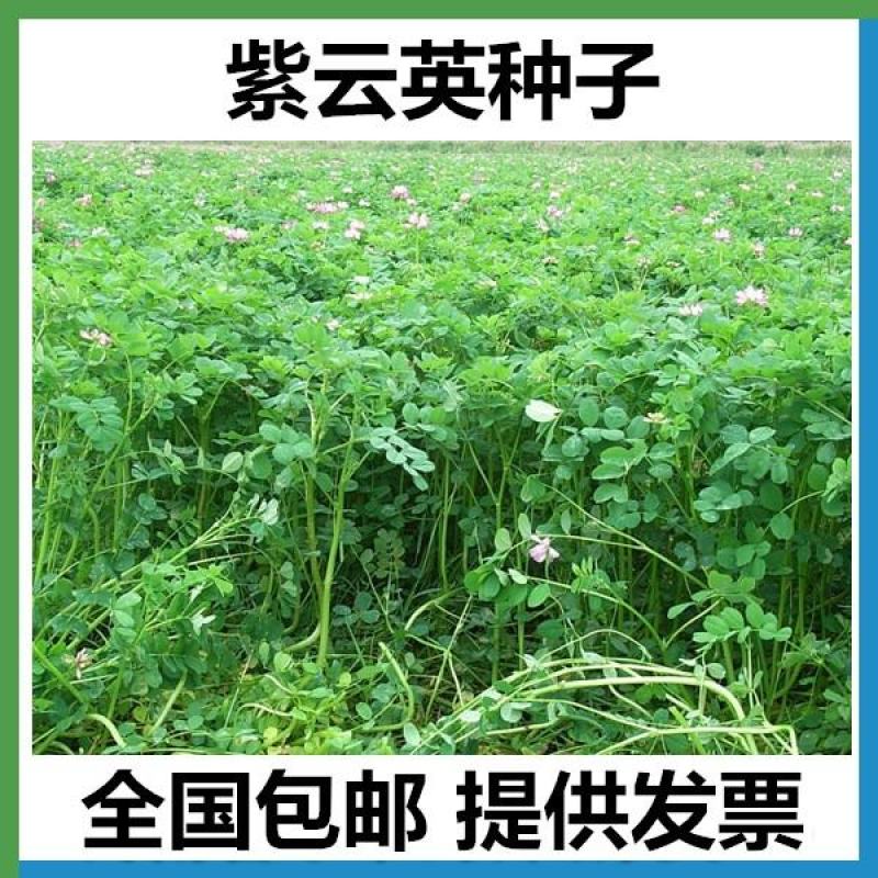 紫云英种子红花草食用野菜养蜂蜜源绿肥植物紫云英种子