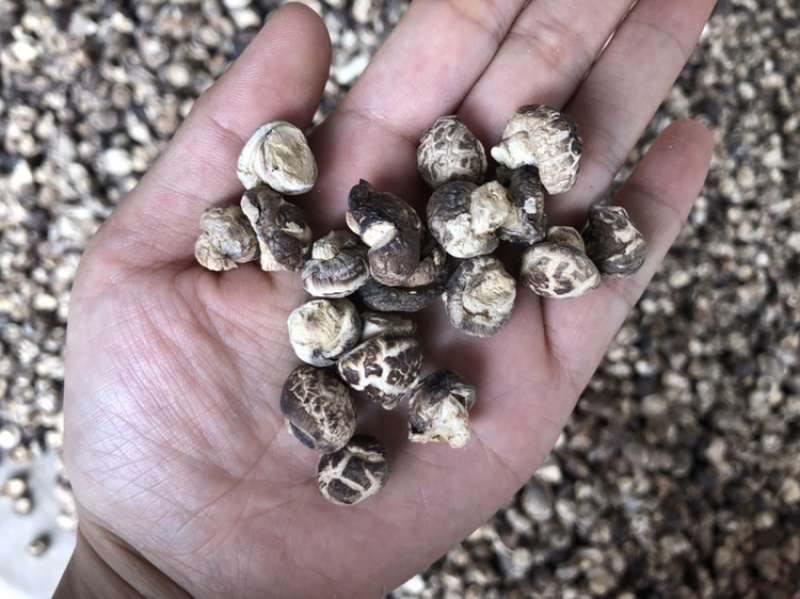 迷你小花菇1.3公分超小珍珠香菇干货剪脚小冬菇蘑菇一斤