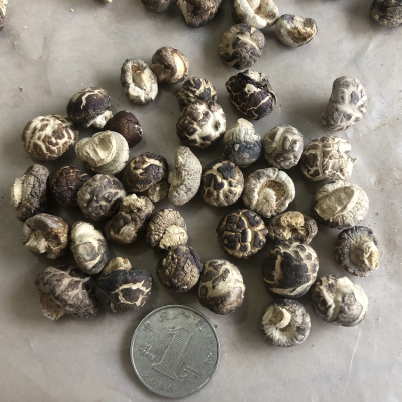 迷你小花菇1.3公分超小珍珠香菇干货剪脚小冬菇蘑菇一斤