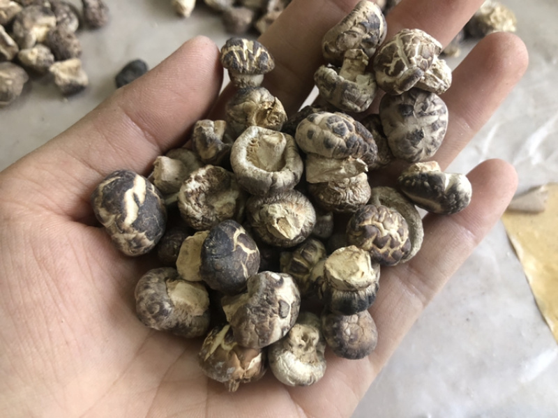 迷你小花菇1.3公分超小珍珠香菇干货剪脚小冬菇蘑菇一斤