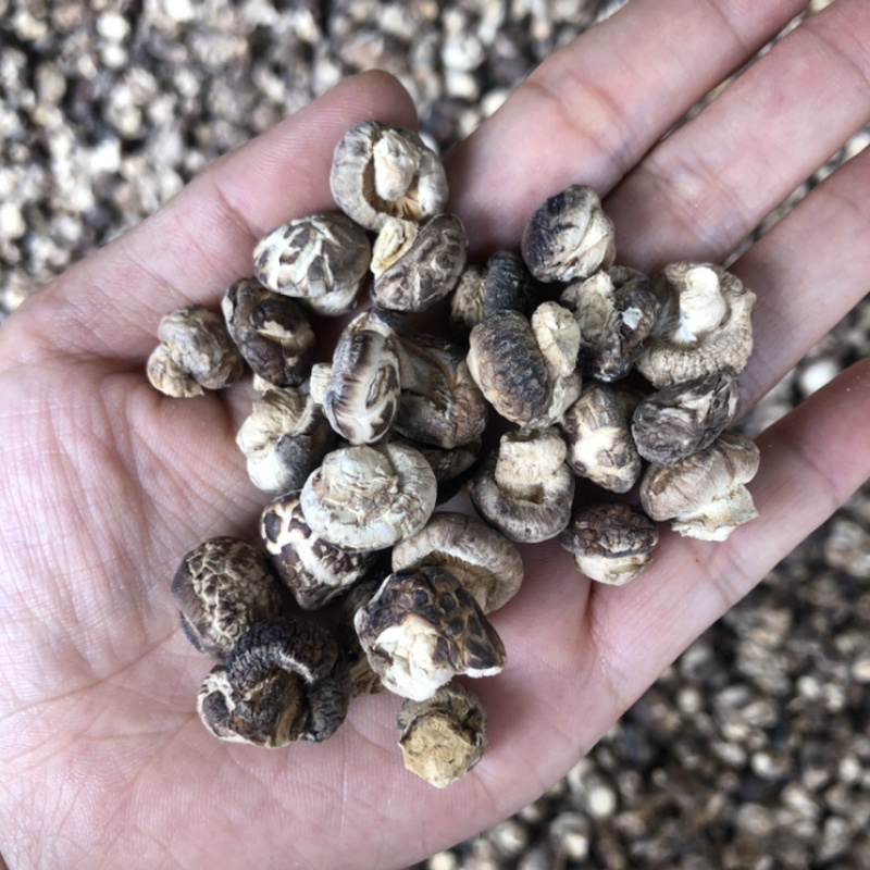 迷你小花菇1.3公分超小珍珠香菇干货剪脚小冬菇蘑菇一斤
