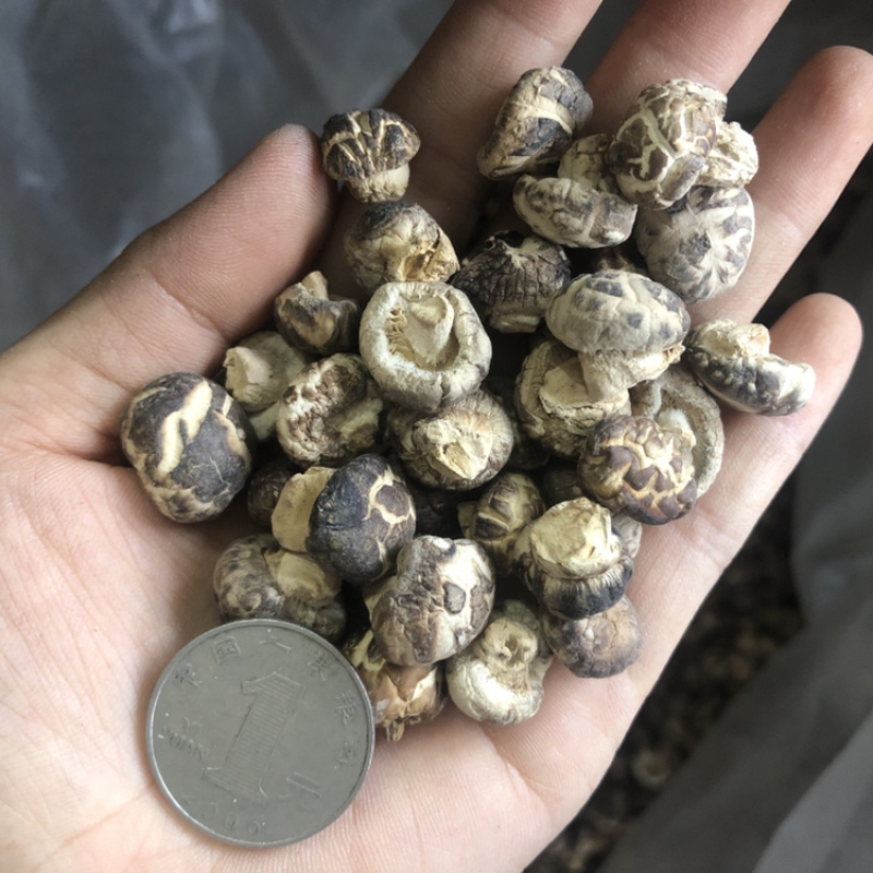 迷你小花菇1.3公分超小珍珠香菇干货剪脚小冬菇蘑菇一斤