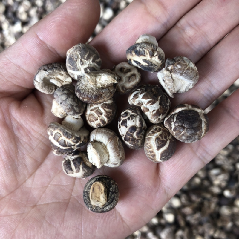 迷你小花菇1.3公分超小珍珠香菇干货剪脚小冬菇蘑菇一斤