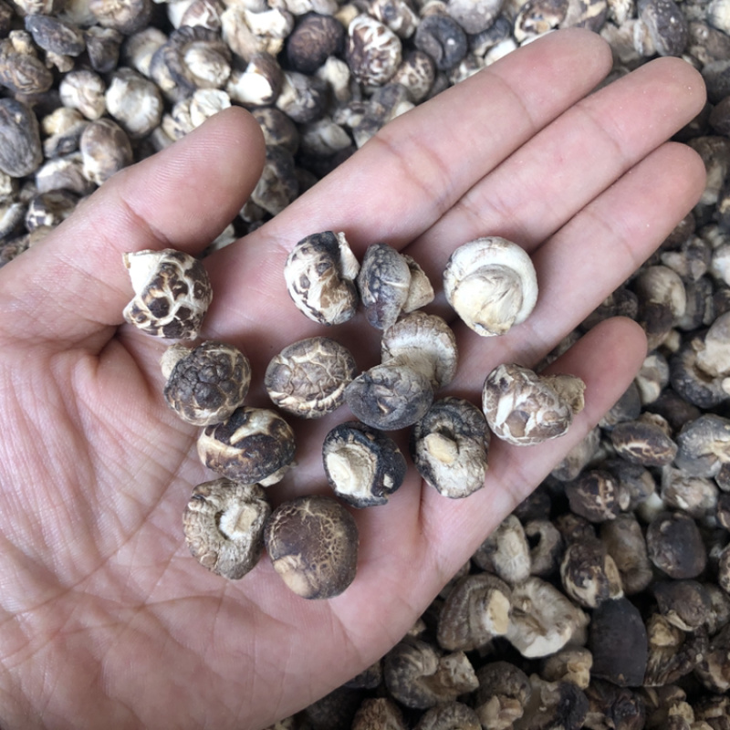 迷你小花菇1.3公分超小珍珠香菇干货剪脚小冬菇蘑菇一斤